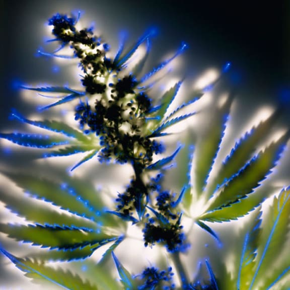 Robert Buelterman, 'Cannabis sativa', 2002, digital chromogenic development photograph