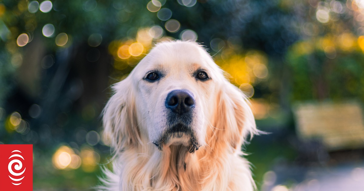 luna-bella-coco-top-10-dog-names-in-nz-revealed-flipboard