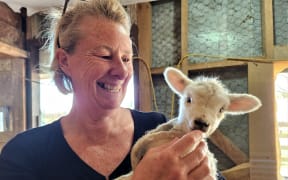 Jacqui says the motherless lambs need an occasional cuddle