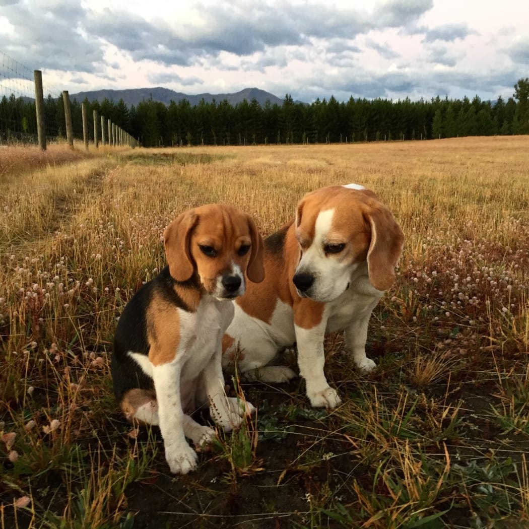 Bean, who turned out not to be purebred, with another beagle.