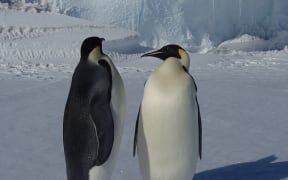 Young Emperor penguins that haven't begun breeding are curious wanderers, interested in checking out their environment.