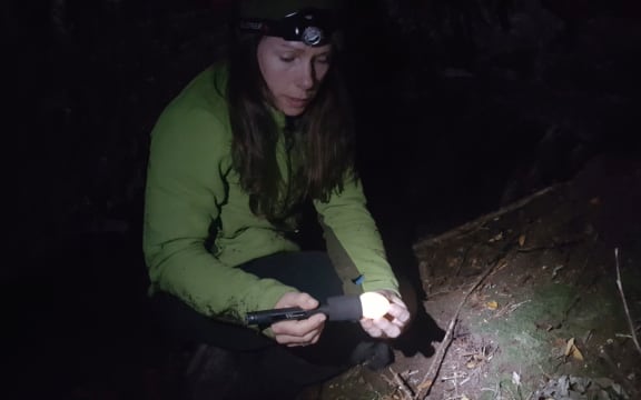 Deidre Vercoe, operations manager of DOC's Kakapo Recovery Team, checks the fertility of a kakapo egg, laid by a female called Queenie. The check is made at the nest at night, when the female is away from her nest.
