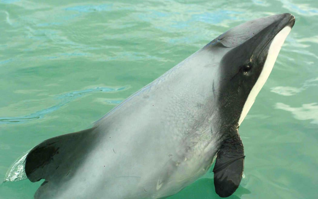 Dolphins are being drowned out by noise pollution in Hong Kong