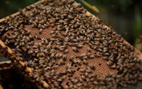 120314. Photo Diego Opatowski / Radio NZ. Beekeeper Colin Pearce working with his honey bees.