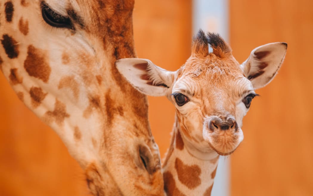 Auckland Zoo welcomes baby giraffe Jabali - born on August 19, 2022.