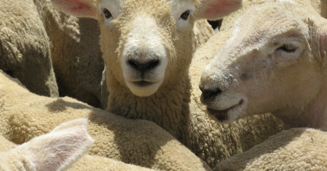 Changing Chinese fashions slam NZ wool market | RNZ News