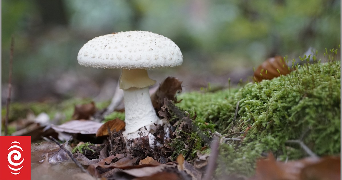 How to tell if you've been poisoned by wild mushrooms - Vimarsana News