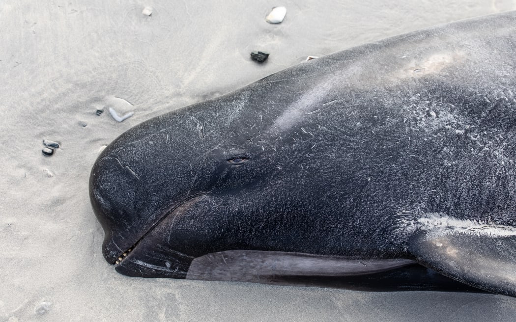 More than 250 whales that stranded on the Chatham Islands on 7 October, 2022 died or had to be euthanised.