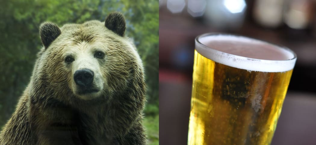 A bear and a pint of bear. When a New Zealander says they want a 'bear', do they mean the animal or the drink?