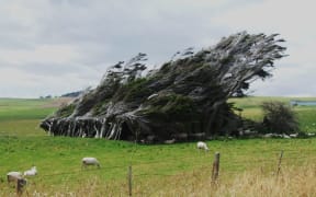 Windswept tree in Invercargill