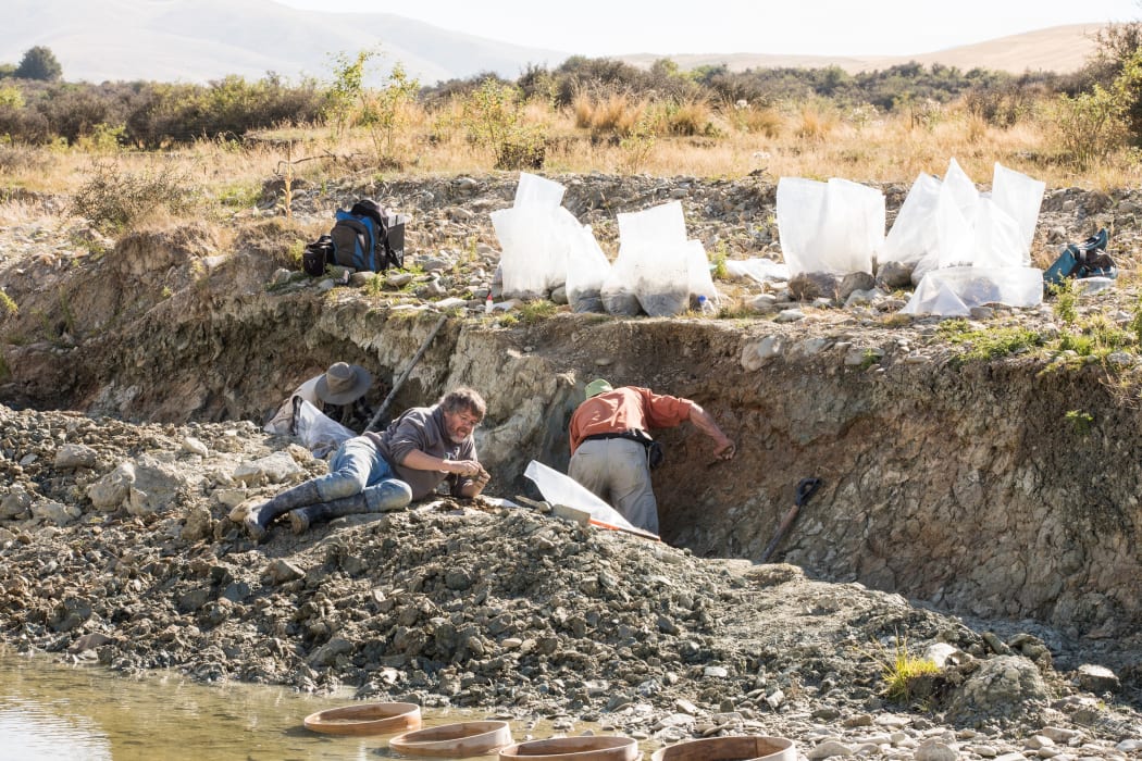 Fósil de cisne antiguo descubierto en el sitio de excavación de Otago