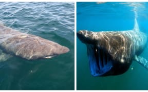 Basking Shark from above and underwater