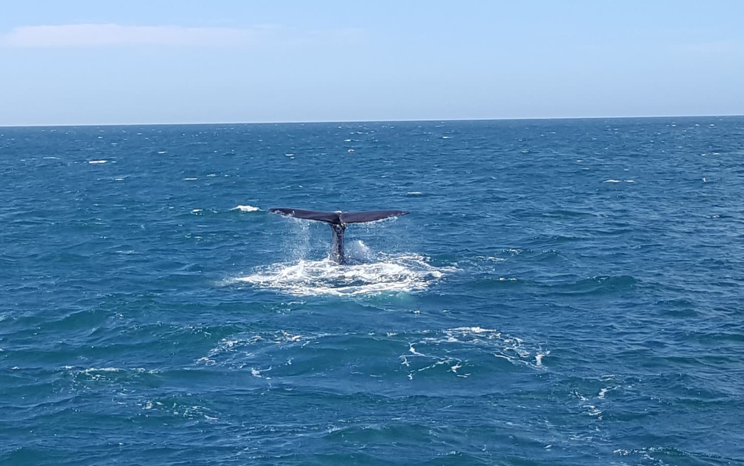 One of five whales spotted off the Kaikoura coast a week after the earthquakes.