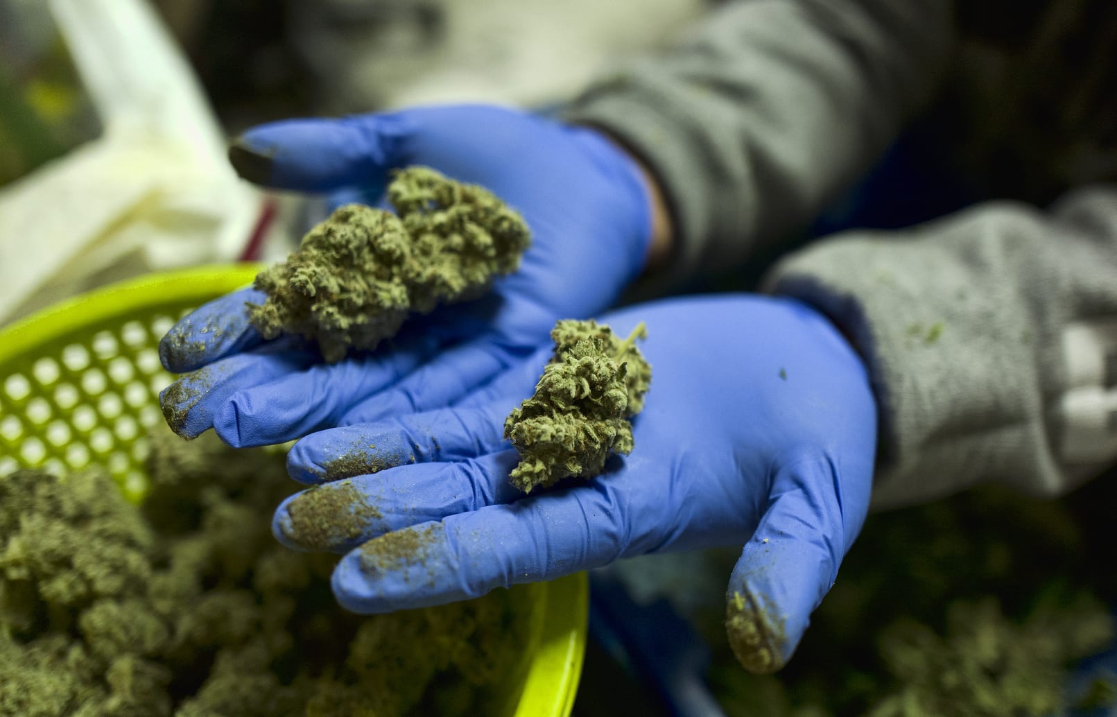 A cannabis worker displays fresh cannabis flower buds that have been trimmed for market in Gardena, California.