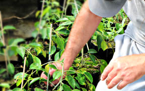 Punishment or rehabilitation? Plant nursery proposes alternative to bootcamps