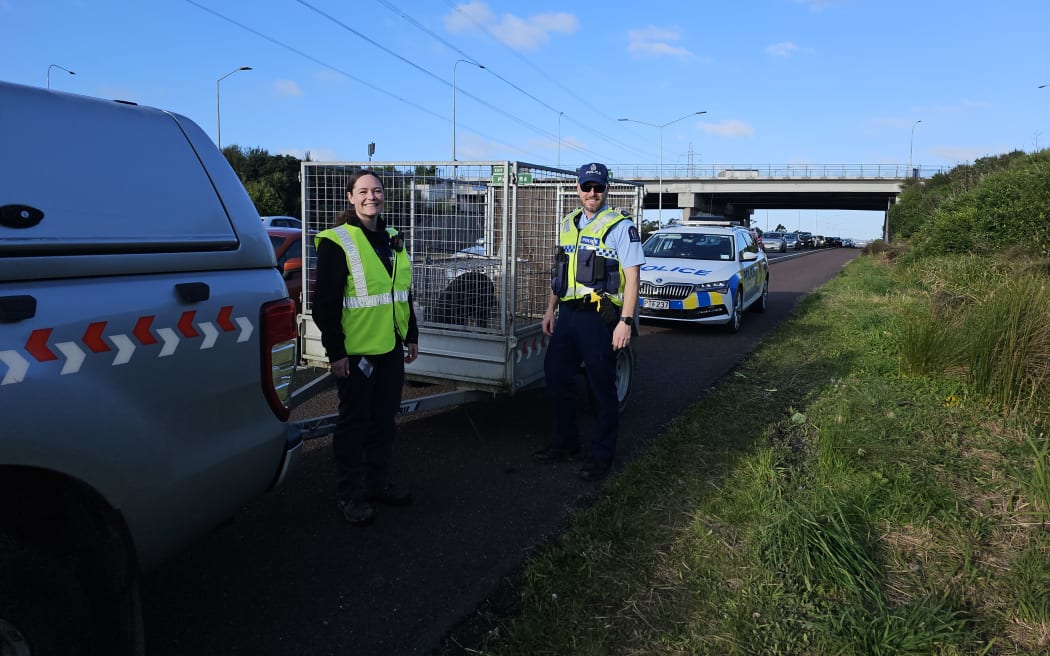 Auckland Council workers safely captured the pig, who will be rehomed.