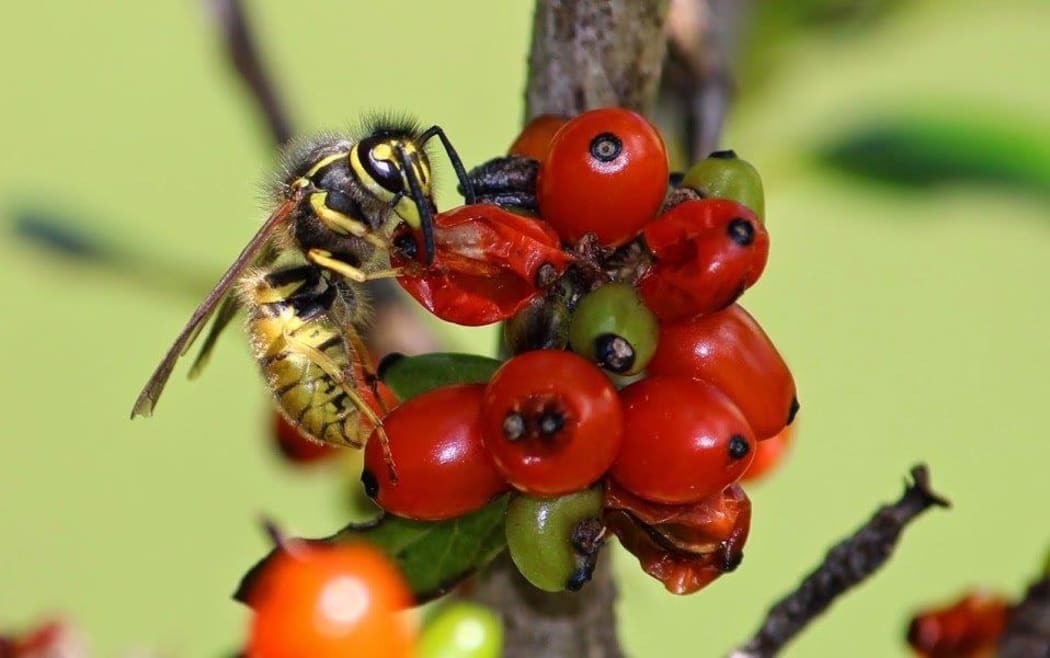 A wasp feeding on Coprosma berries.