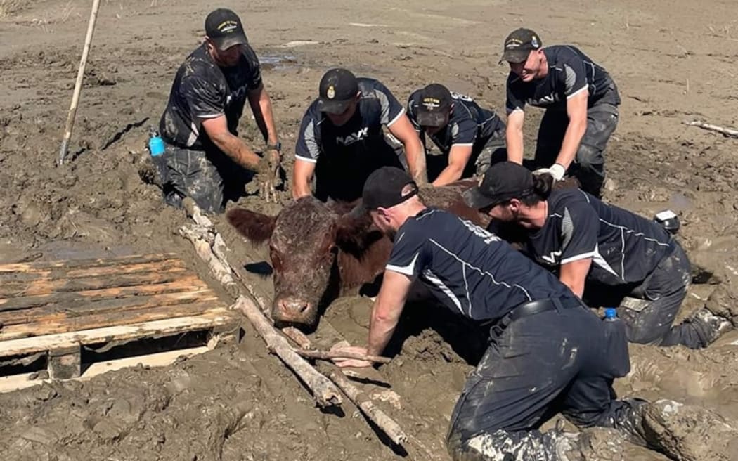 纳皮尔 Tutaekuri 河附近的 HMNZS Te Mana 号的船员发现并解救了一头被淤泥困住的牛。