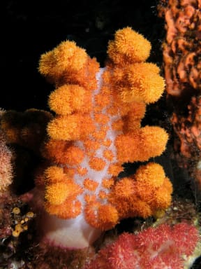Peach colored soft coral (Dendronephthya sp.) in Komodo National Park.