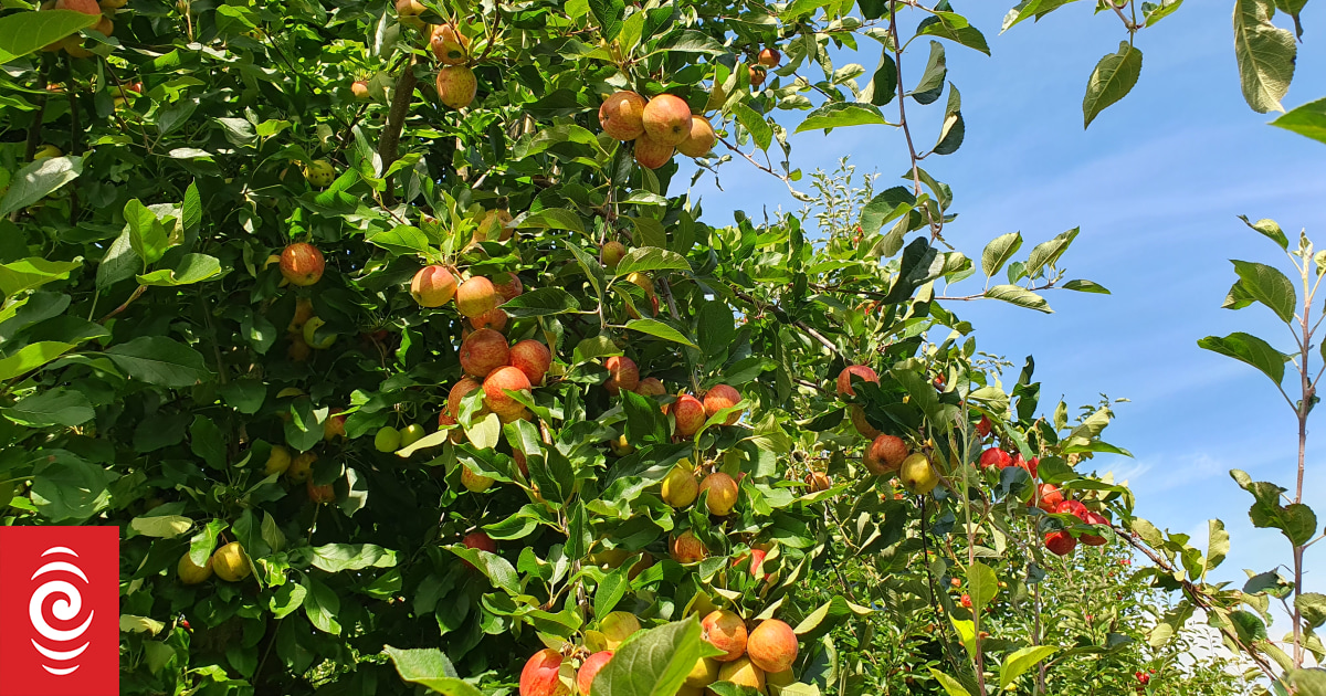 Hawke's Bay orchard owners fined after five-year-old hit by forklift driven by teen - Vimarsana News