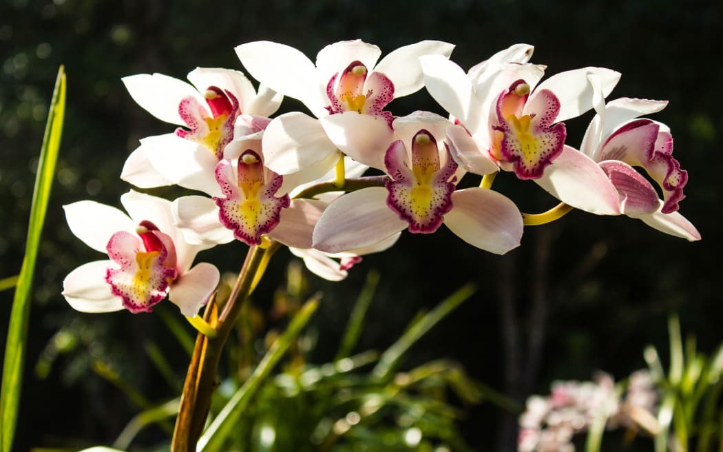 Cymbidium or boat orchids, is a genus of 52 evergreen species in the orchid family Orchidaceae