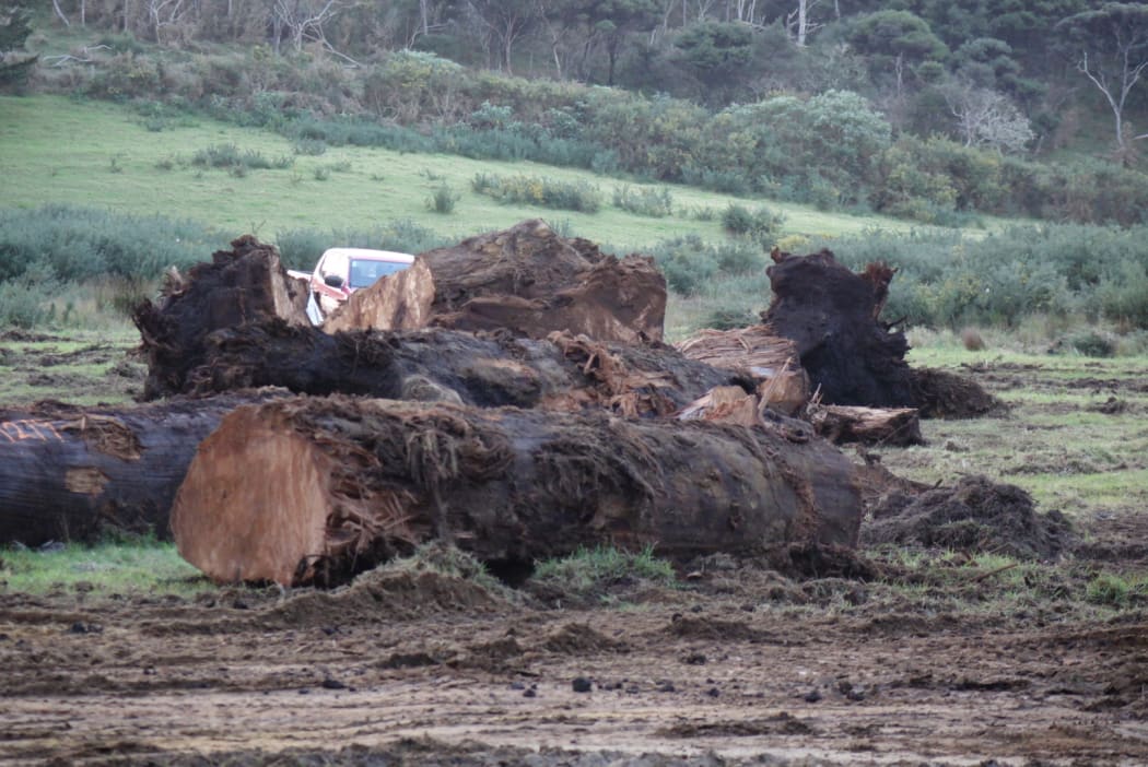 Fast facts about swamp kauri RNZ News