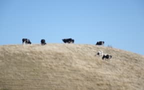 cattle hill