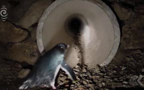 Light at end of tunnels gets penguins through underpass: RNZ Checkpoint