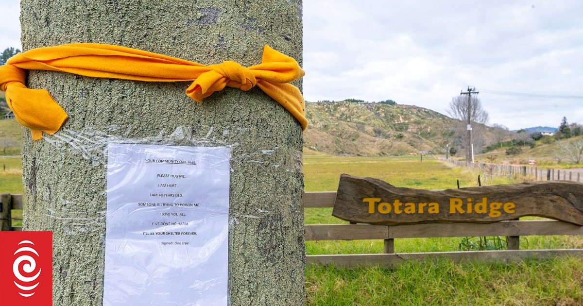 Ōhope community rallies to protect oak tree targeted by vandal - Vimarsana News