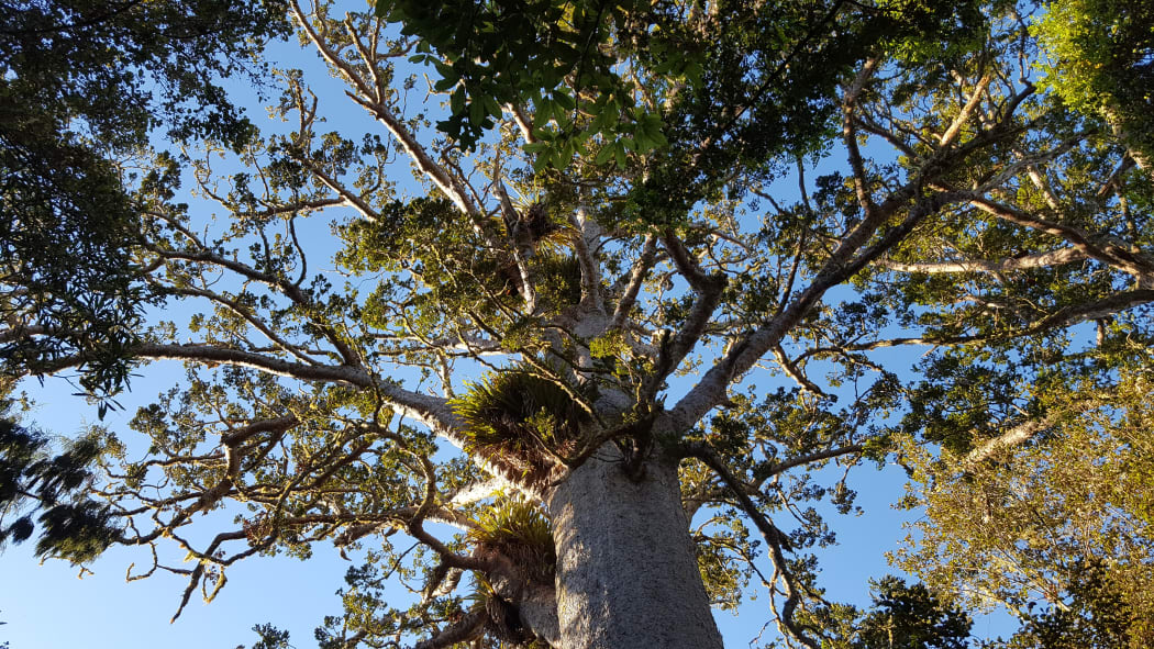 A kauri tree in the Waitakere Ranges.
