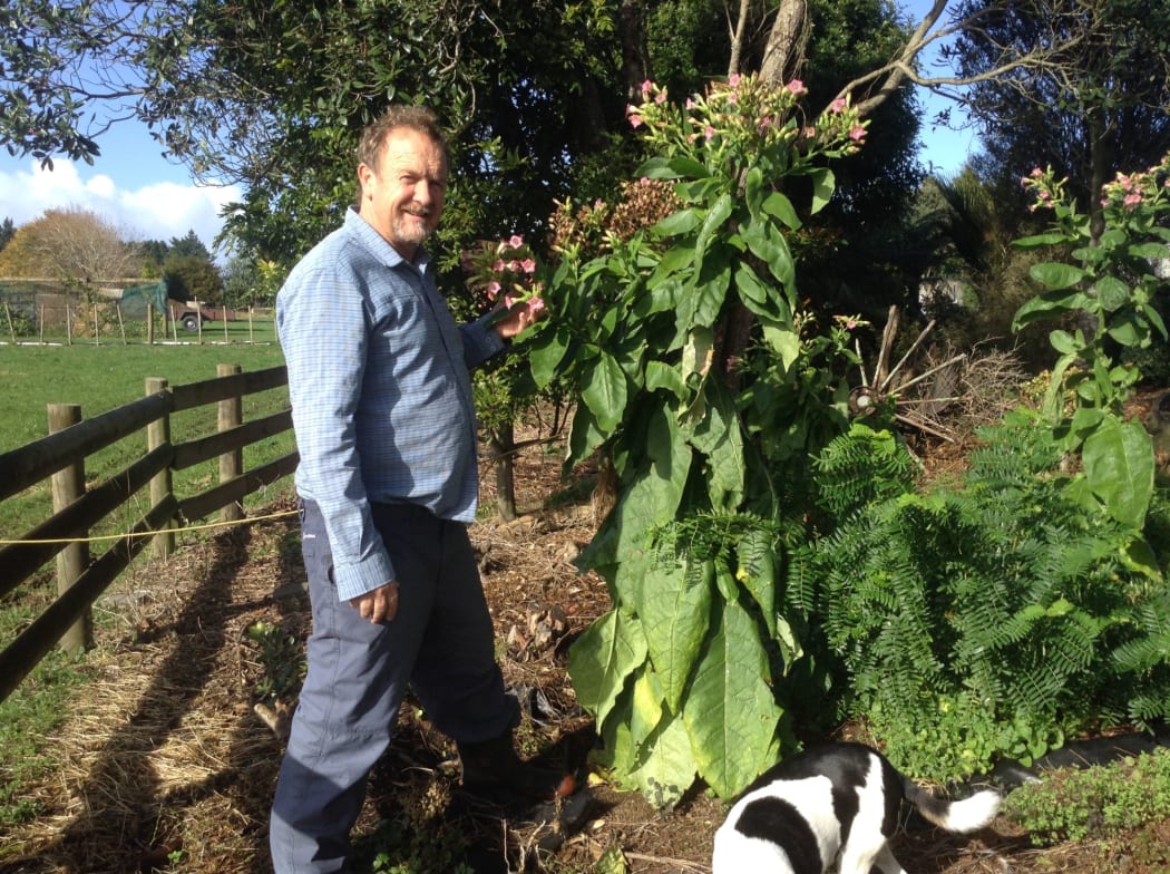 Darren Chubb with his homegrown tobacco plants.