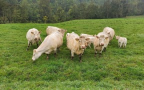 Charolais cattle in lush spring pasture in Manawatu