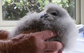 A Cook's Petrel chick.