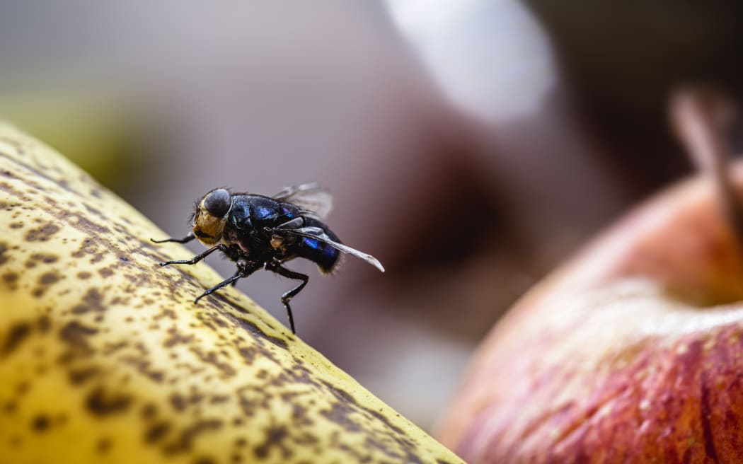 Close up of house fly landing on banana.