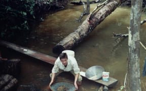 Jim Richards using a Brazillian sakura sieve in the jungle of Guyana