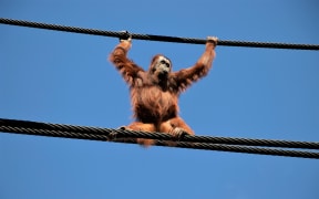 Auckland Zoo's orangutans try out the new aerial pathways.