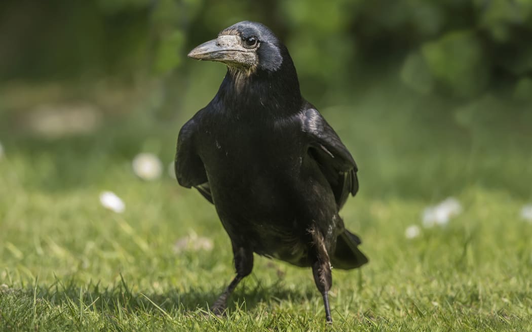 RNZ News - News, Sport, Business, Māori, Audio Interviews and Current ...