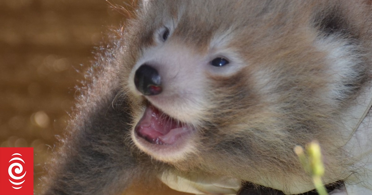 Red pandas born at Auckland Zoo RNZ News