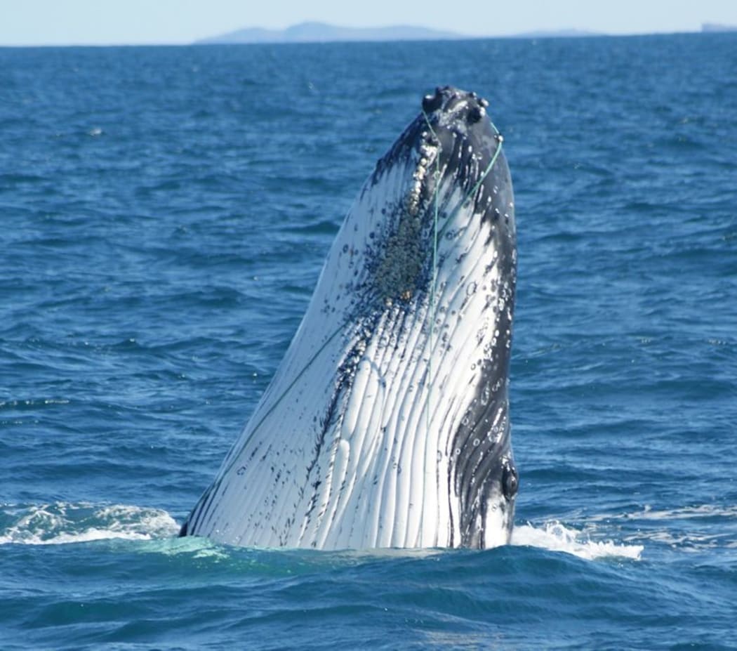 A whale entangled in rope off the Otago coast.