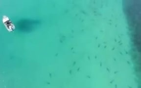 Sharks in the shallows of Great Barrier Island