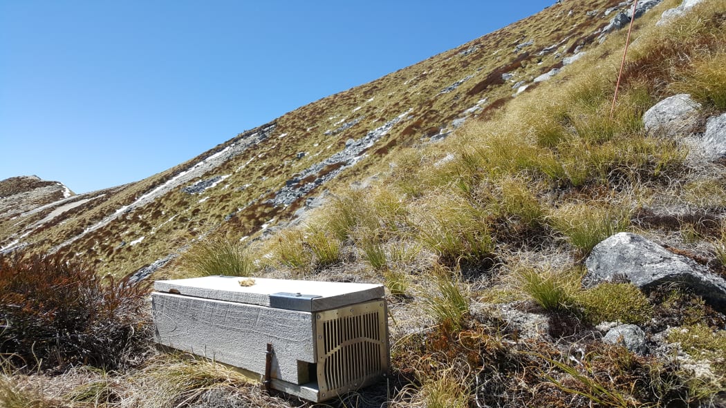 There are almost 3,500 stoat traps in Fiordland's Murchsison Mountains to protect a range of threatened species, including takahē, kiwi and rock wren.