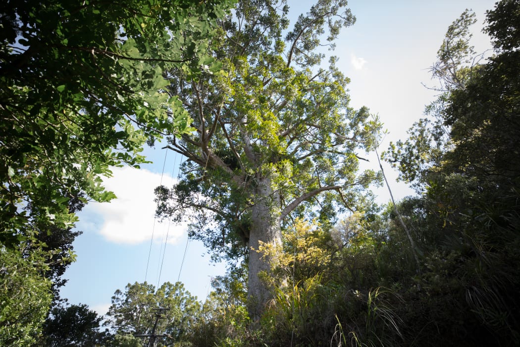 A large Kauri tree on the side of the road on the way to one of the many track entrances to the Waitakere Forest.