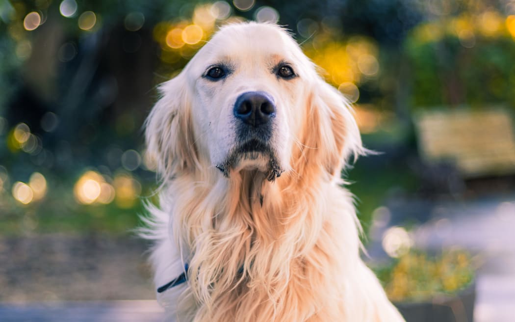 Phenomenal' friends: Rotorua's most popular dog name – revealed | RNZ News