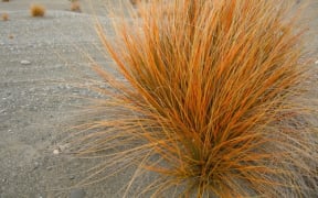 Pingao (known as Pikao in the South Island) -  the golden sand sedge