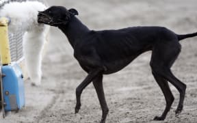 A greyhound muzzles fake bait