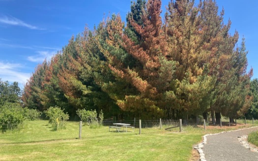 Some of the hundreds of trees poisoned in the Southland town of Tuatapere.