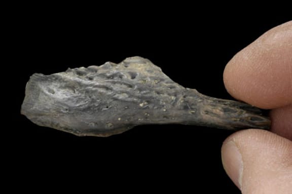 The first crocodile fossil collected from St Bathans is a fragment of jaw.