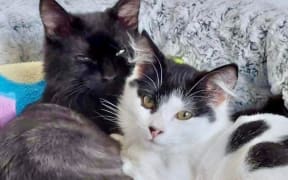 Two cats being looked after by Feral Nation in Wellington