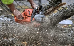 Arborist, trees, branches, tree cutting, wood cutting, chainsaw 
Foto: