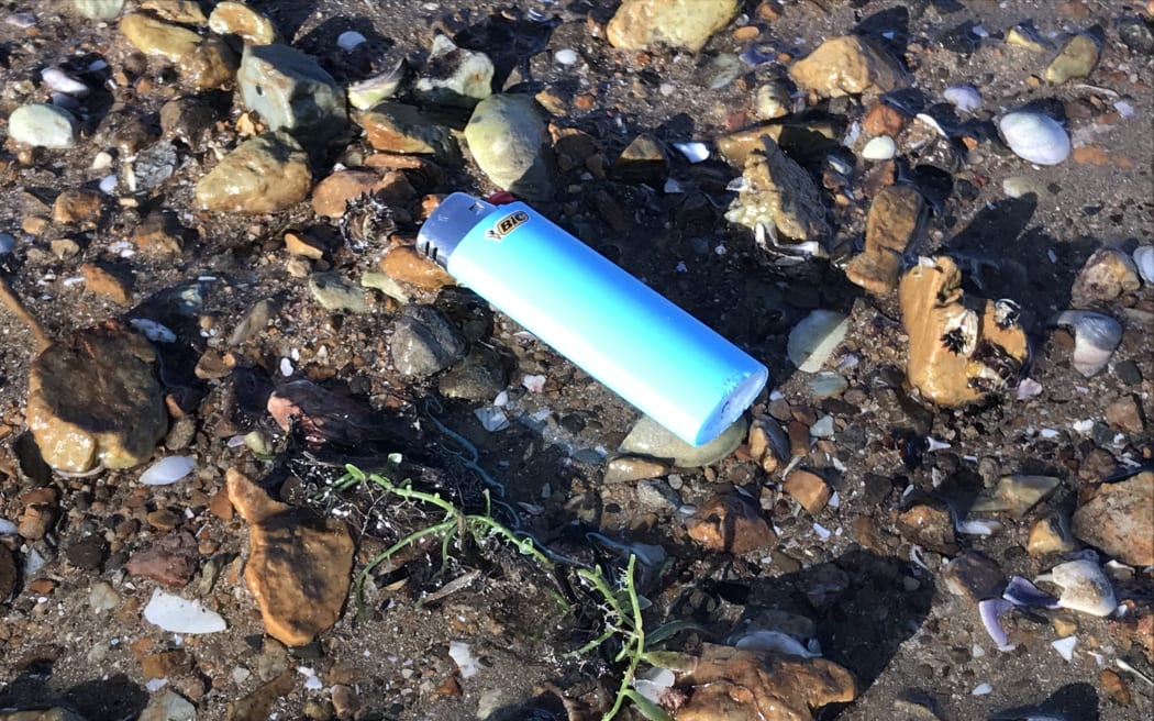 Caulerpa spreads by breaking off from larger clumps, as can be seen with this small piece of the marine pest on the beach at Omakiwi in the Bay of Islands. Its lost some of its original bright green colouring due to being out of the water for a while.